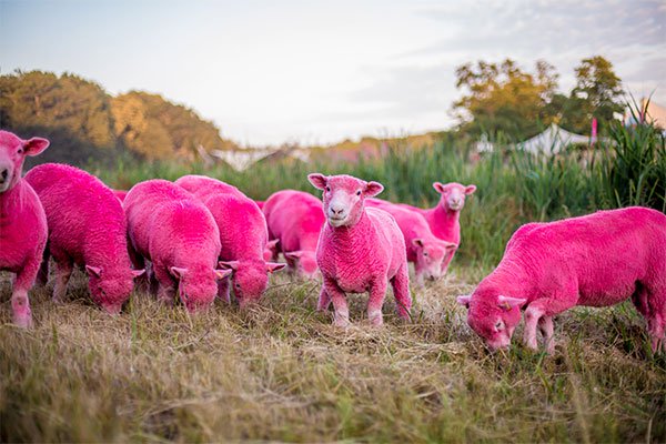 Latitude Sheep