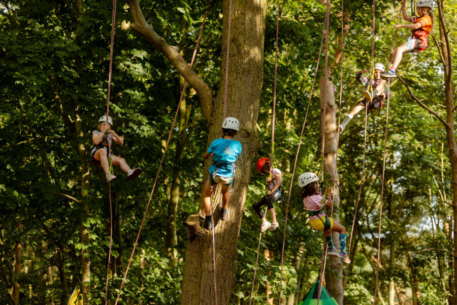 children climbing trees with harnesses